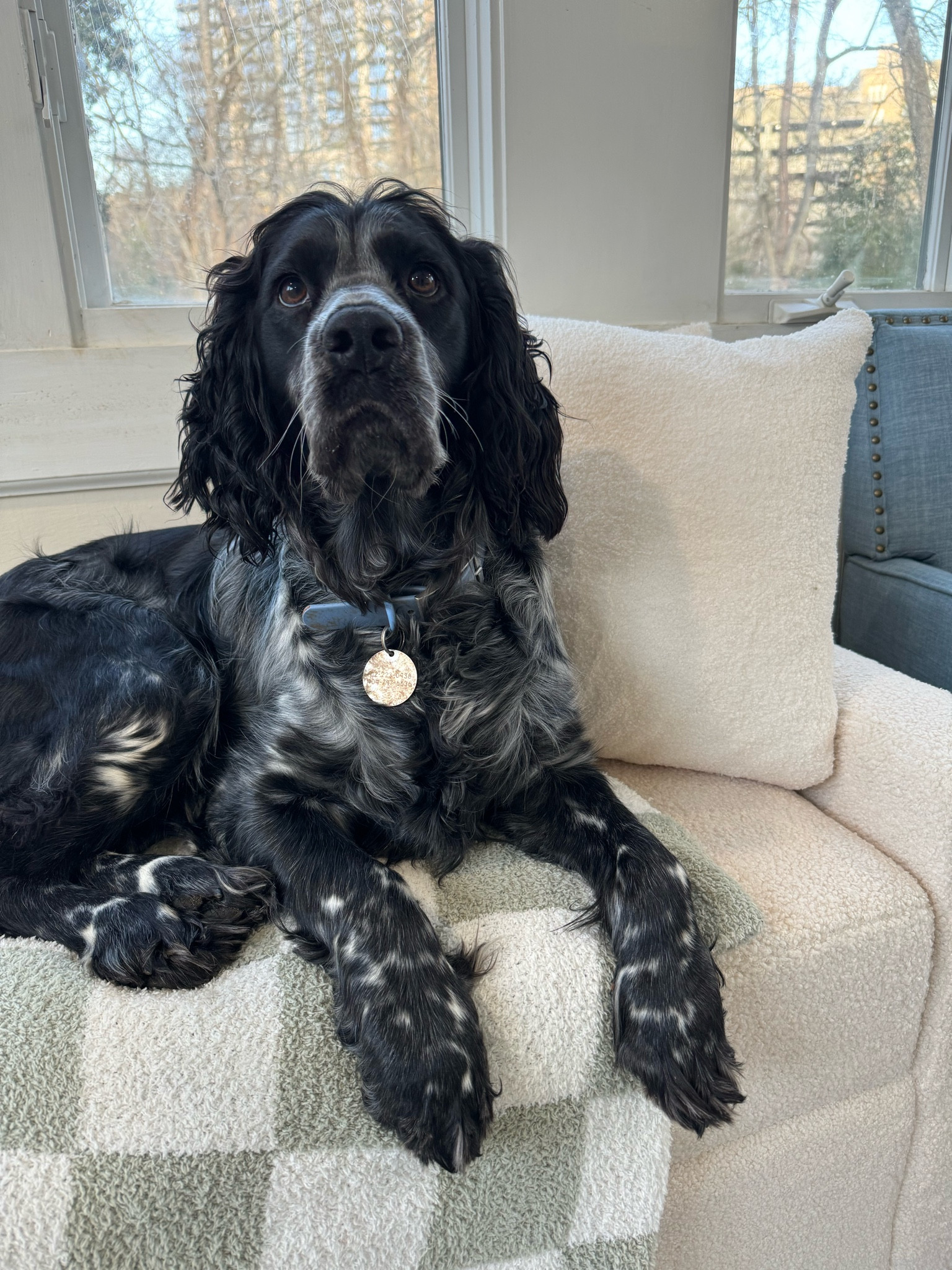Bitsy’s new favorite spot! We got a sherpa storage bench from Walmart and styled it with these Amazon pillows & blanket 

#LTKhome #LTKSeasonal #LTKfindsunder50