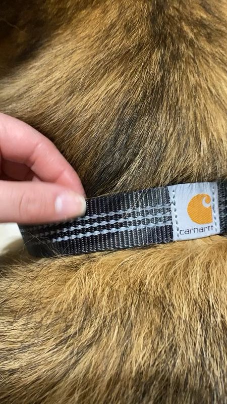 Carhartt camp dog collar 
Dog collar
Amazon dog accessories 
Amazon dog finds
Amazon purchase 
#dogaccessories

#LTKGiftGuide #LTKsalealert