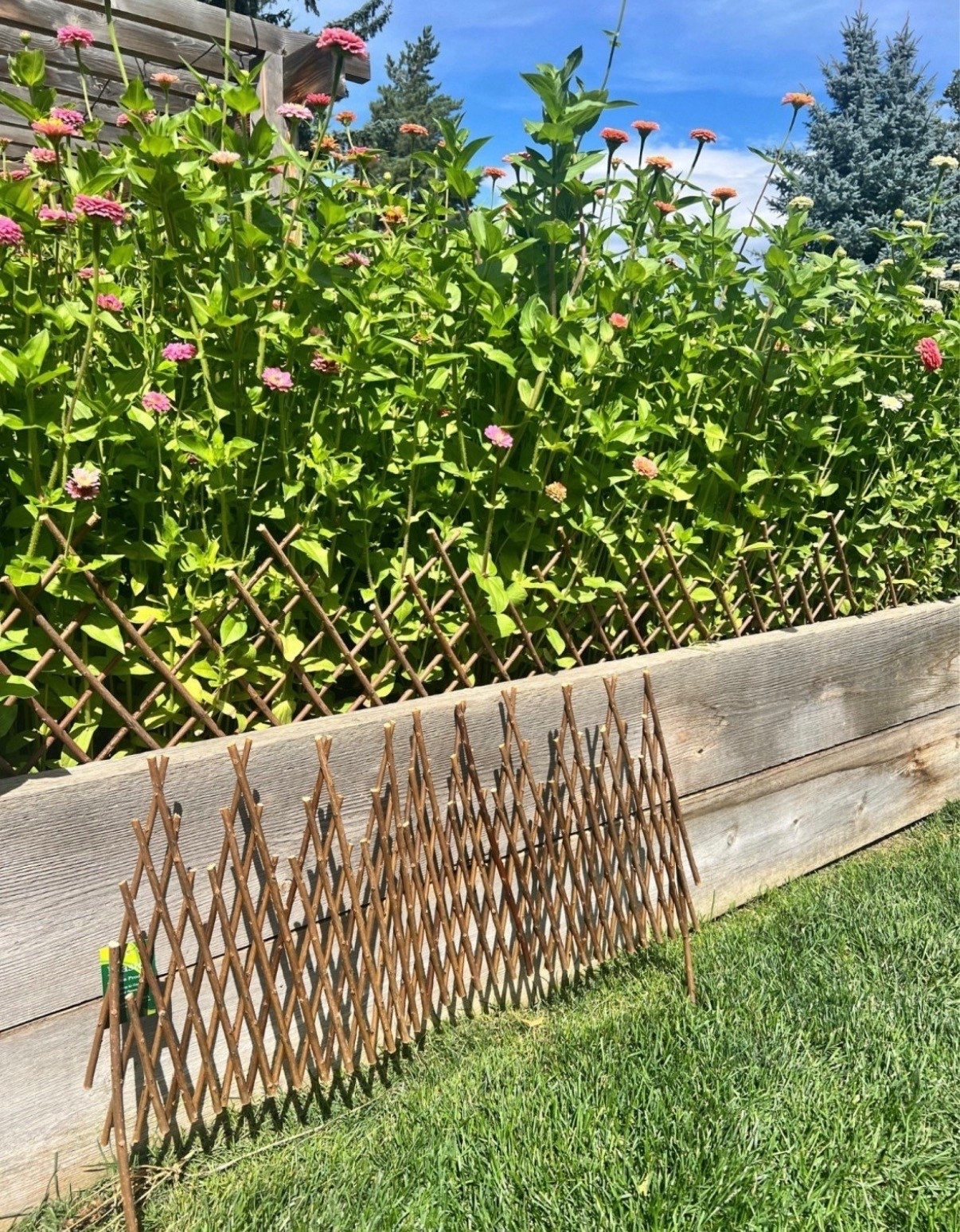 Expandable willow fencing has been one of my favorite garden additions. It’s a simple way to add a little charm, some privacy, or support for climbing plants! 🌿

#LTKHome #LTKFindsUnder100 #LTKFindsUnder50