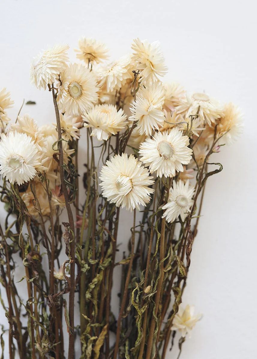 Vanilla Cream Dried Helichrysum Everlasting Daisies - 15-22 | Afloral