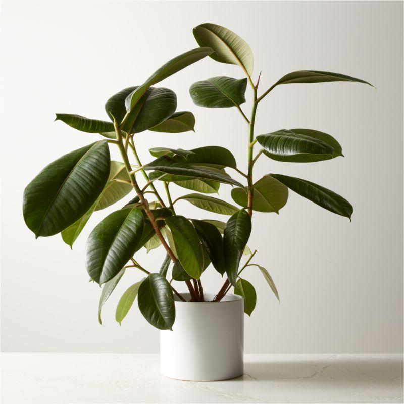 Small Rubber Tree Plant (Fiscus Elastica) in 6'' White Ceramic Pot + Reviews | CB2 | CB2