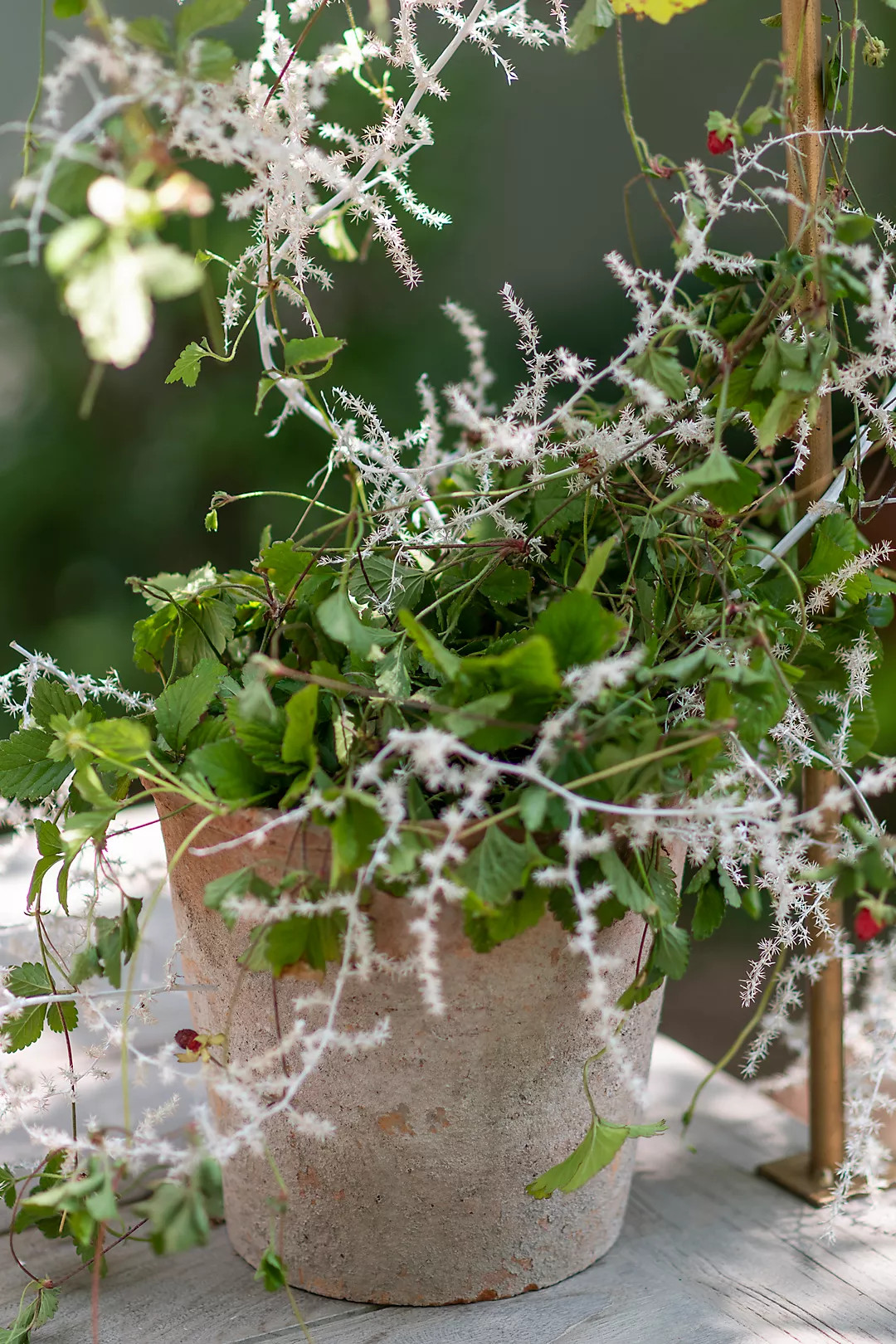 Earth Fired Clay Herb Pot + Saucer Set | Terrain