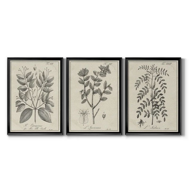 Antique Black and White Botanical VII - 3 Piece Picture Frame Painting Set on Canvas | Wayfair North America