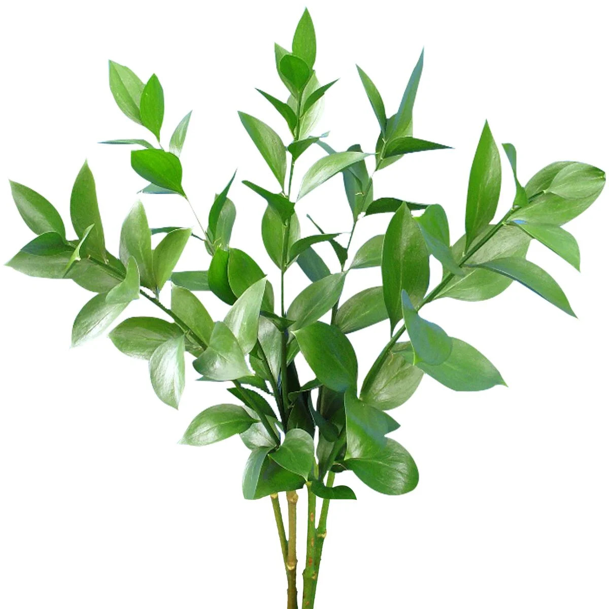 Israeli Ruscus 50 cm - Fresh Cut Greenery - 100 Stems - Green Filler by Bloomingmore - Walmart.co... | Walmart (US)