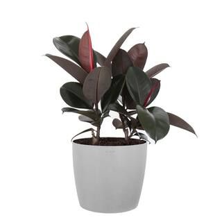 United Nursery Burgundy Rubber Plant Live Ficus Burgundy Indoor Outdoor Plant in 10 in. Premium E... | The Home Depot