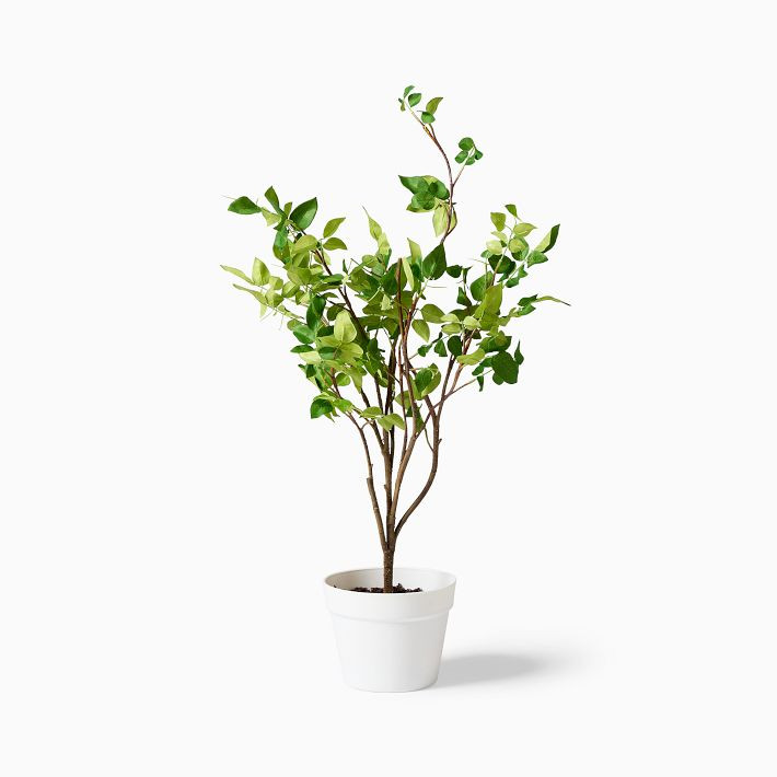 Faux Potted Bursera Plant | West Elm | West Elm (US)