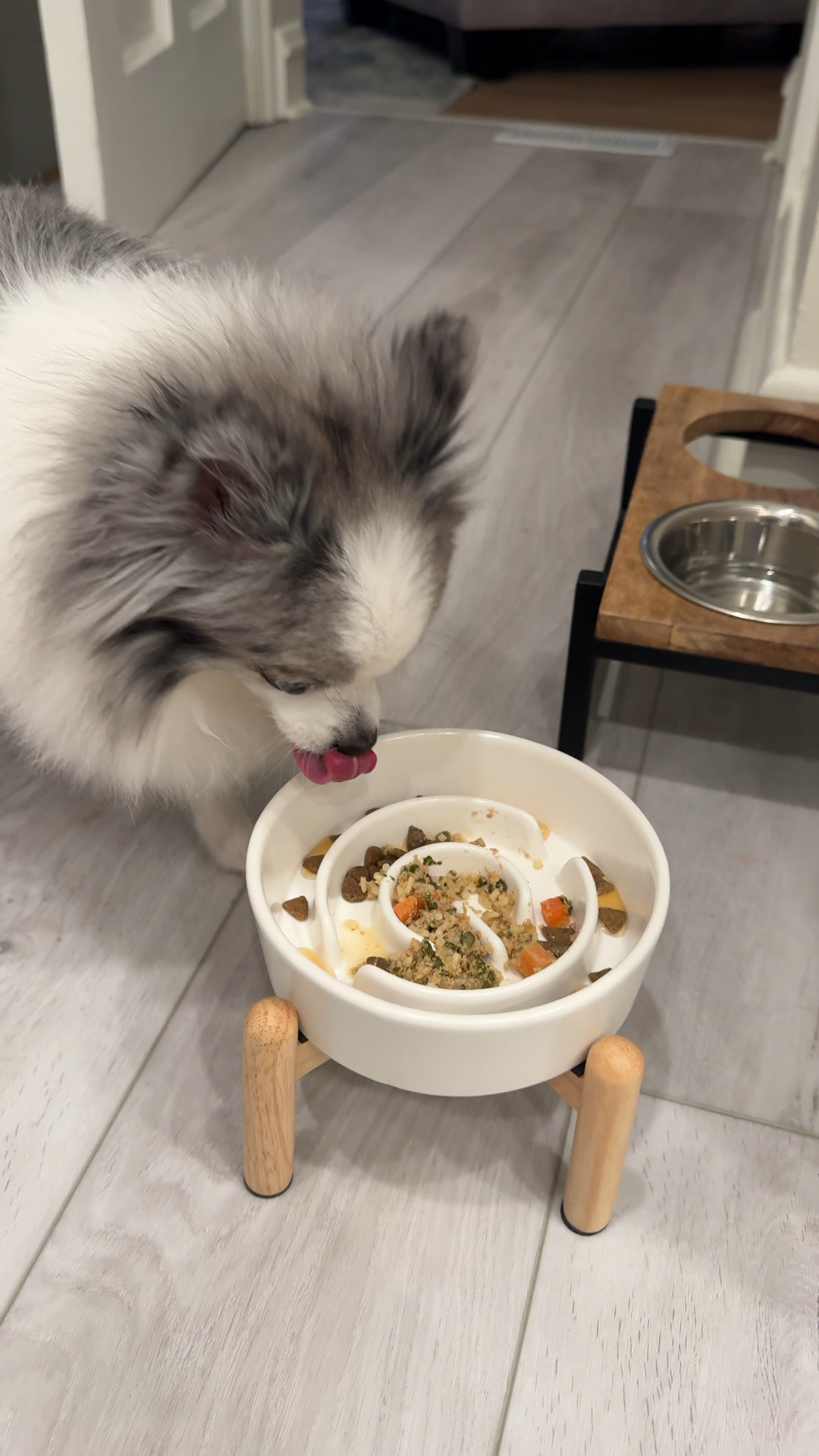 Slow feeder dog bowl is game changer for fast eaters—I love these non-toxic ceramic ones recently bought for Squeaks. 

Linked his JustFood4Dogs pantry fresh dog food  

#LTKFindsUnder50 #LTKWatchNow #LTKPets