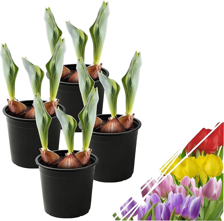 Live Flowering Tulip (4 Per Pack) - Assorted Colors, Beautiful Spring Bulbs, Blooms in 2-3 Weeks | Amazon (US)