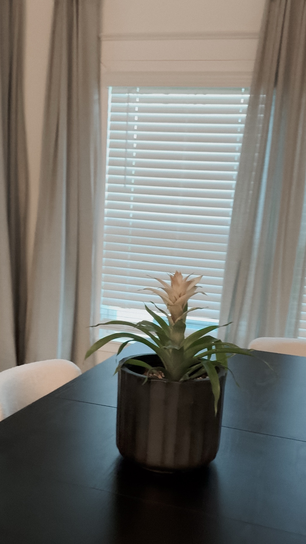 For my newest addition (how stunning is this white bromeliad?), I used a layered mix of Sol Soils LECA Balls for drainage, topped with their Houseplant Chunky Mix for that perfect balance of air, structure, and support. It’s the kind of mix that lets the roots breathe, not suffocate.

And because I’ve lost too many plants to overwatering in the past, I finished with their Soil & Root Recovery to rebuild microbiome health and restore resilience post-transplant.

#LTKFindsUnder50 #LTKStyleTip #LTKHome