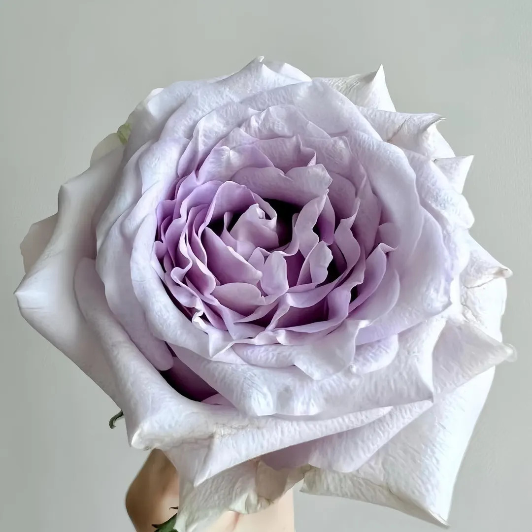 Silver light. 月光曲 | Etsy (US)