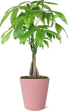 Just Add Ice JA5186 Money Tree in Matte Pink Pottery, Live Indoor Plant, Easy Care, Fully Rooted,... | Amazon (US)