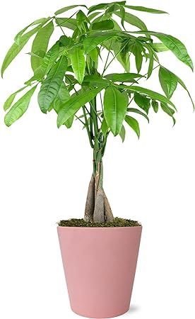 Just Add Ice JA5186 Money Tree in Matte Pink Pottery, Live Indoor Plant, Easy Care, Fully Rooted,... | Amazon (US)