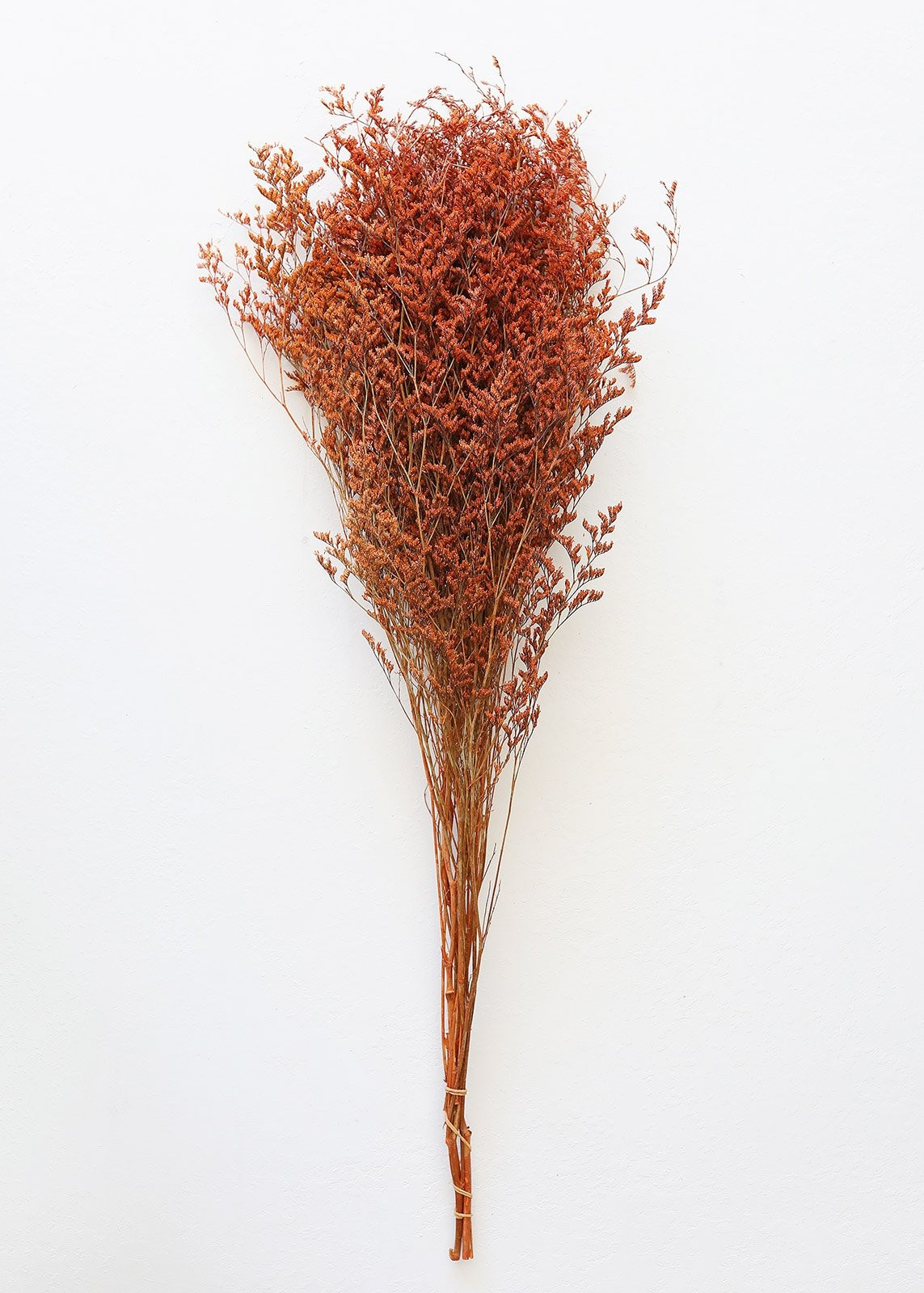 Terracotta Orange Preserved Limonium Caspia Grass - 32" Tall | Afloral (US)