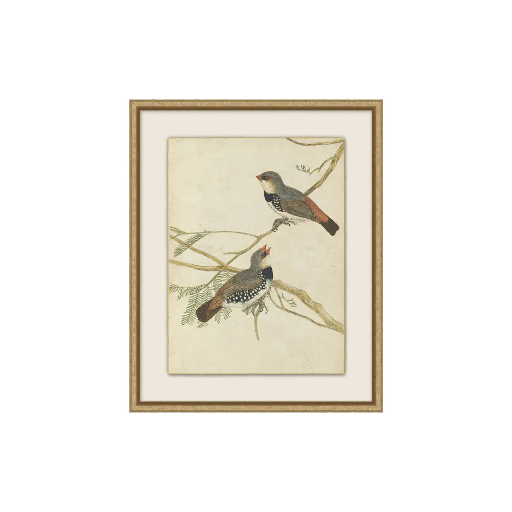 Bird Portraits | Tuesday Made