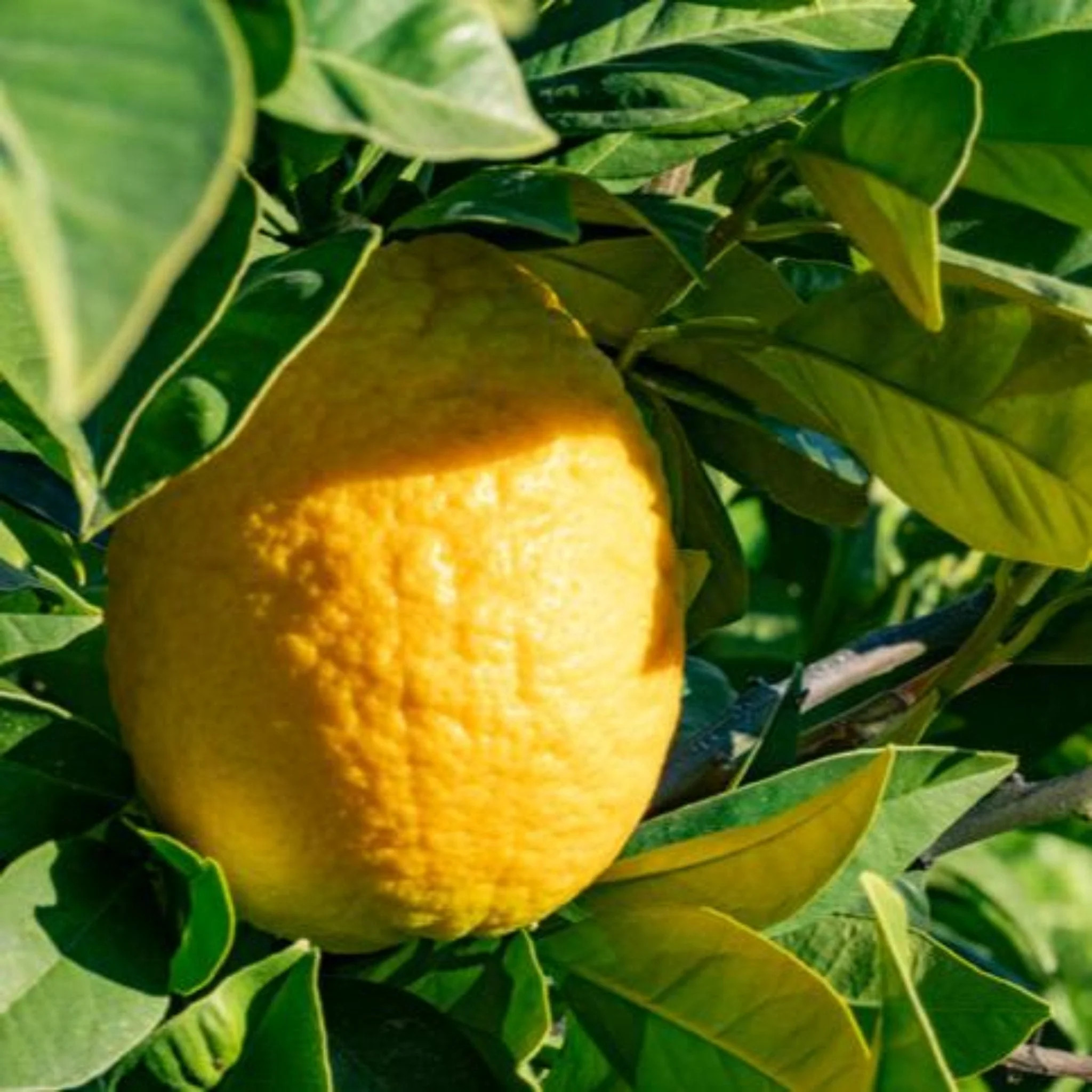 Lisbon Lemon Tree | The Sill