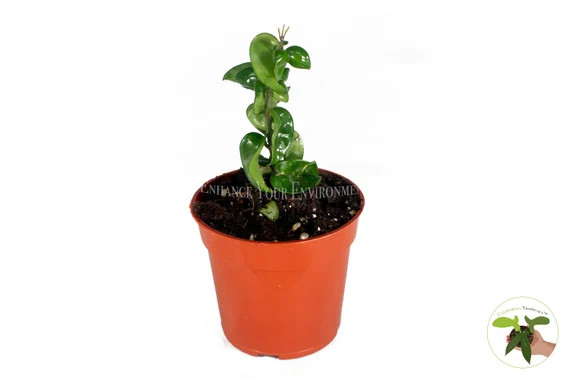 Hindu Rope Hoya  Carnosa  - 4" from California Tropicals | Etsy (US)