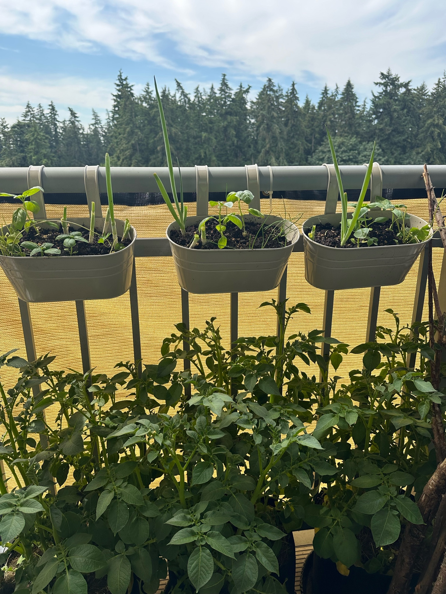 Balcony privacy screen + herb planters 

#LTKFindsUnder100 #LTKHome #LTKSummerSales