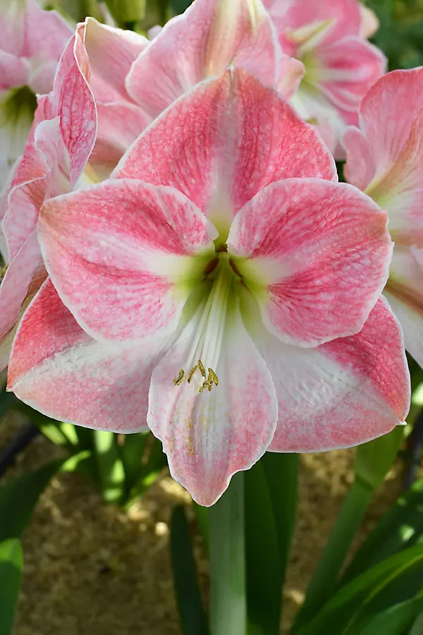 Amaryllis ‘Cherry Blossom’ Bulb | Terrain