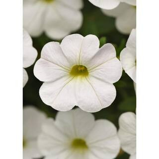 1.38 Pt. Petunia Limbo Gp White Flower in Grower's Pot (4-Pack) | The Home Depot