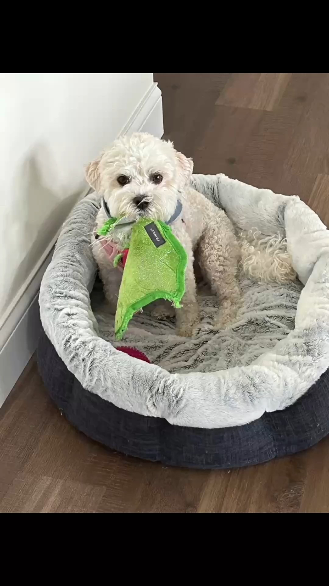 Olive’s dog bed! She is 13 lbs & loves this bed! Washes up so nicely. We even bought a second one for our lake house. The exact one may not be available, so I will tag several similar.

#LTKPets