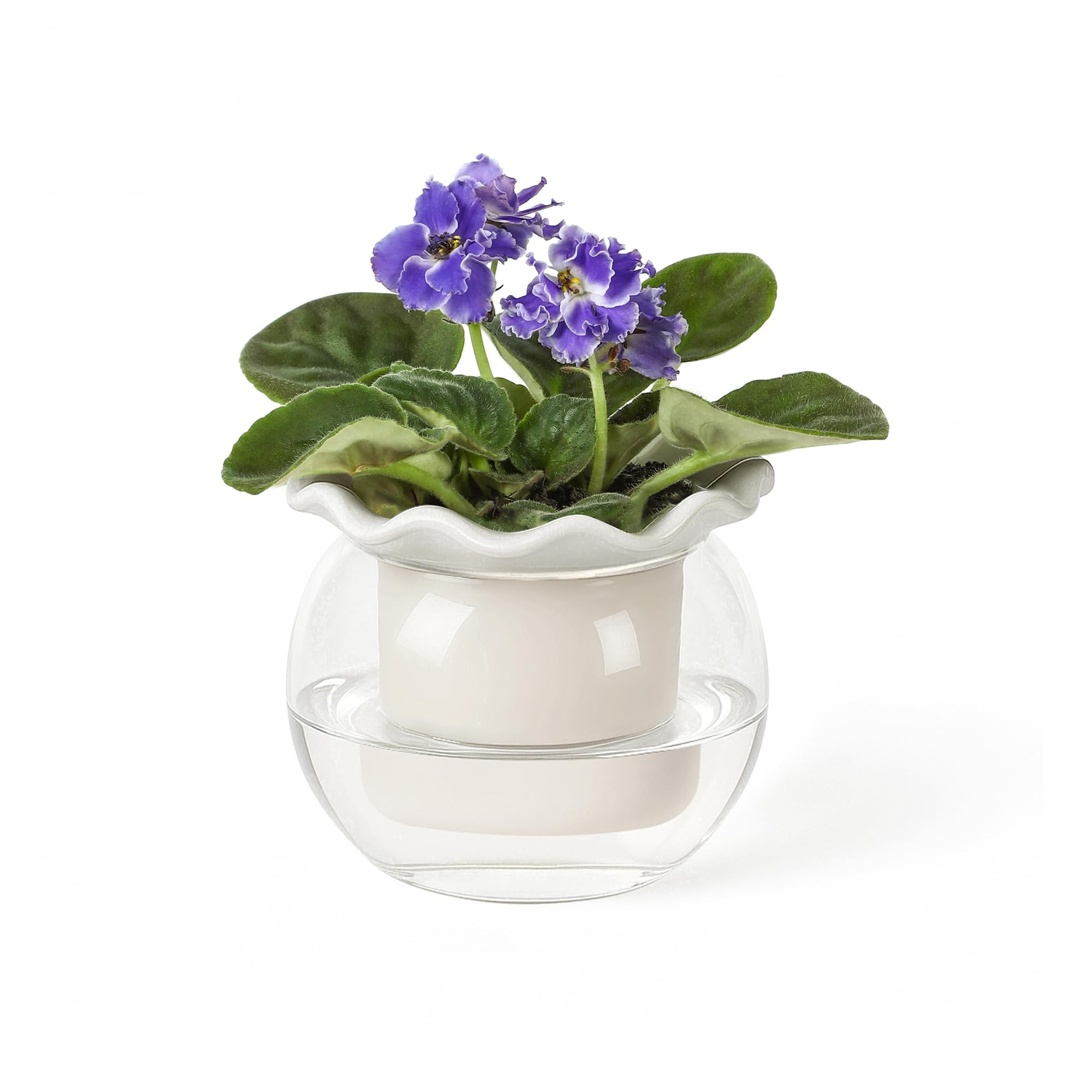 Self Watering Plant Pot, 6 Inch African Violet Pots Maintenance, Glass Self-Watering Planter for ... | Amazon (US)