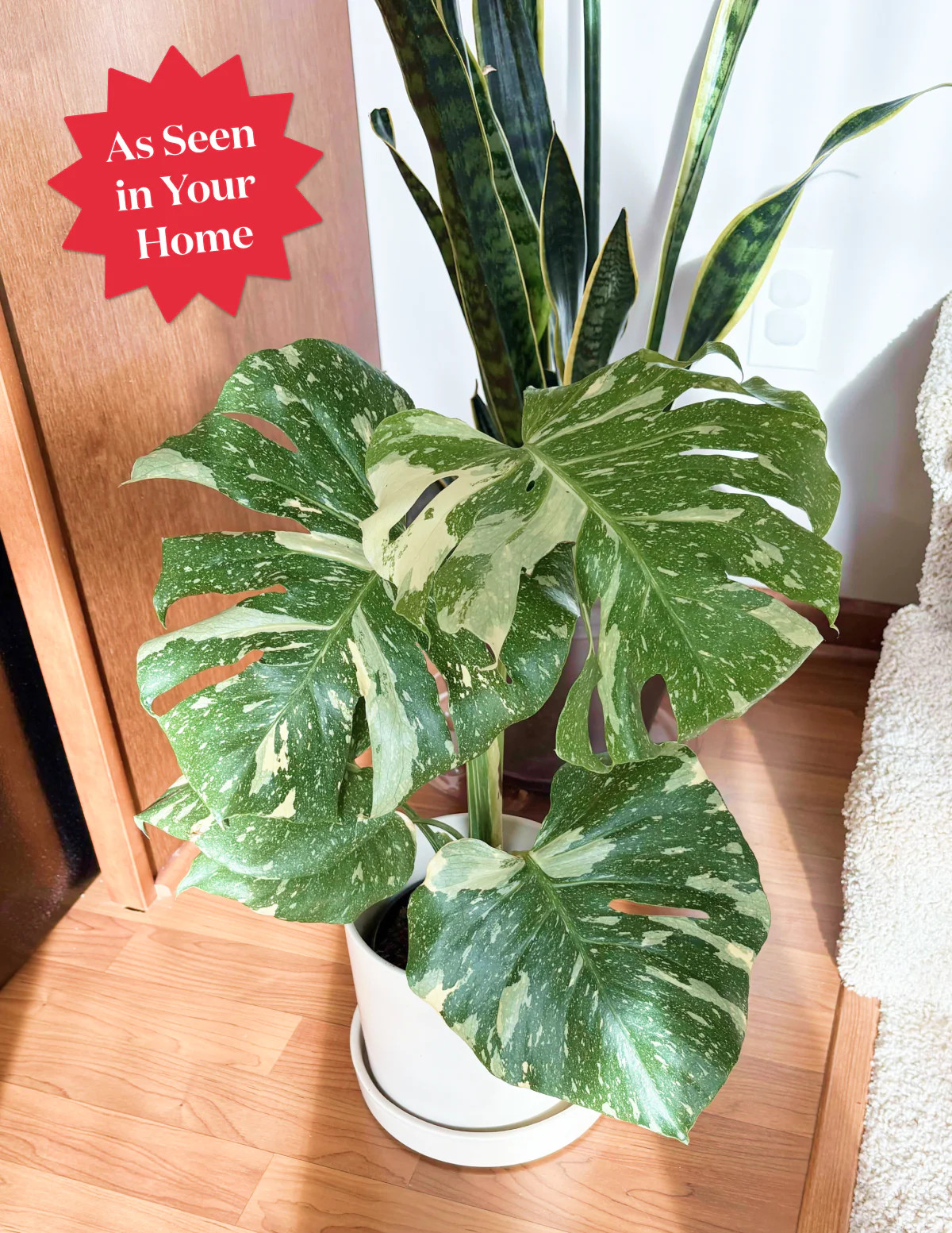 Monstera Thai Constellation | The Sill
