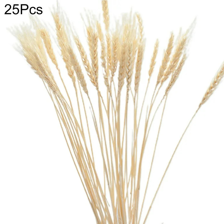TOPOINT 25 Stems 19.69 Inch Dried Wheat Sheaves, Natural Wheat Stalks Bundle Fall Arrangement For... | Walmart (US)