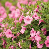 Supertunia Vista® Bubblegum® Petunia | 4.5" Pot | Proven Winners | Plant Addicts
