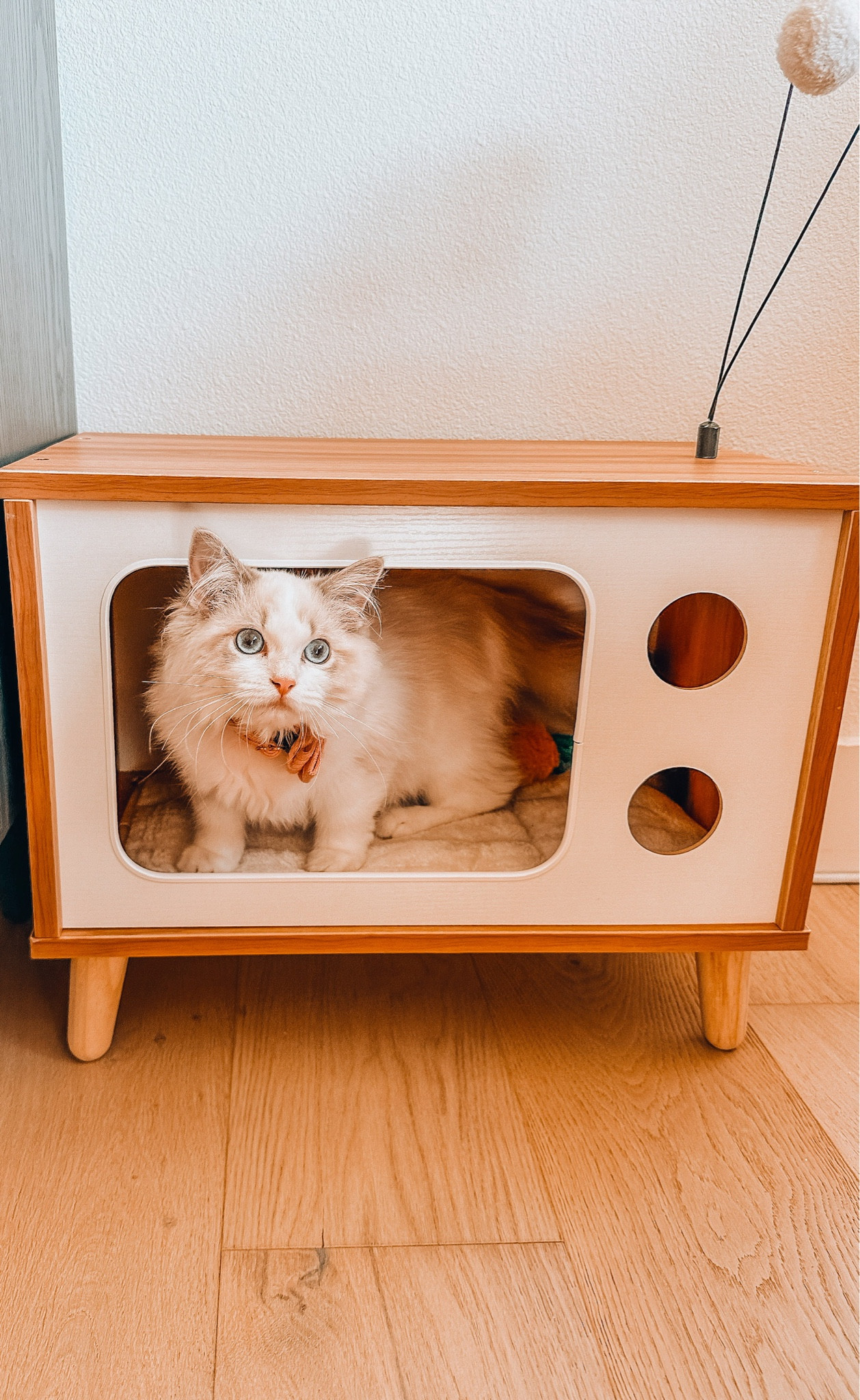 New Cat Bed!!! SO cute and SO affordable!! 🎀

#LTKhome #LTKfamily #LTKfindsunder50