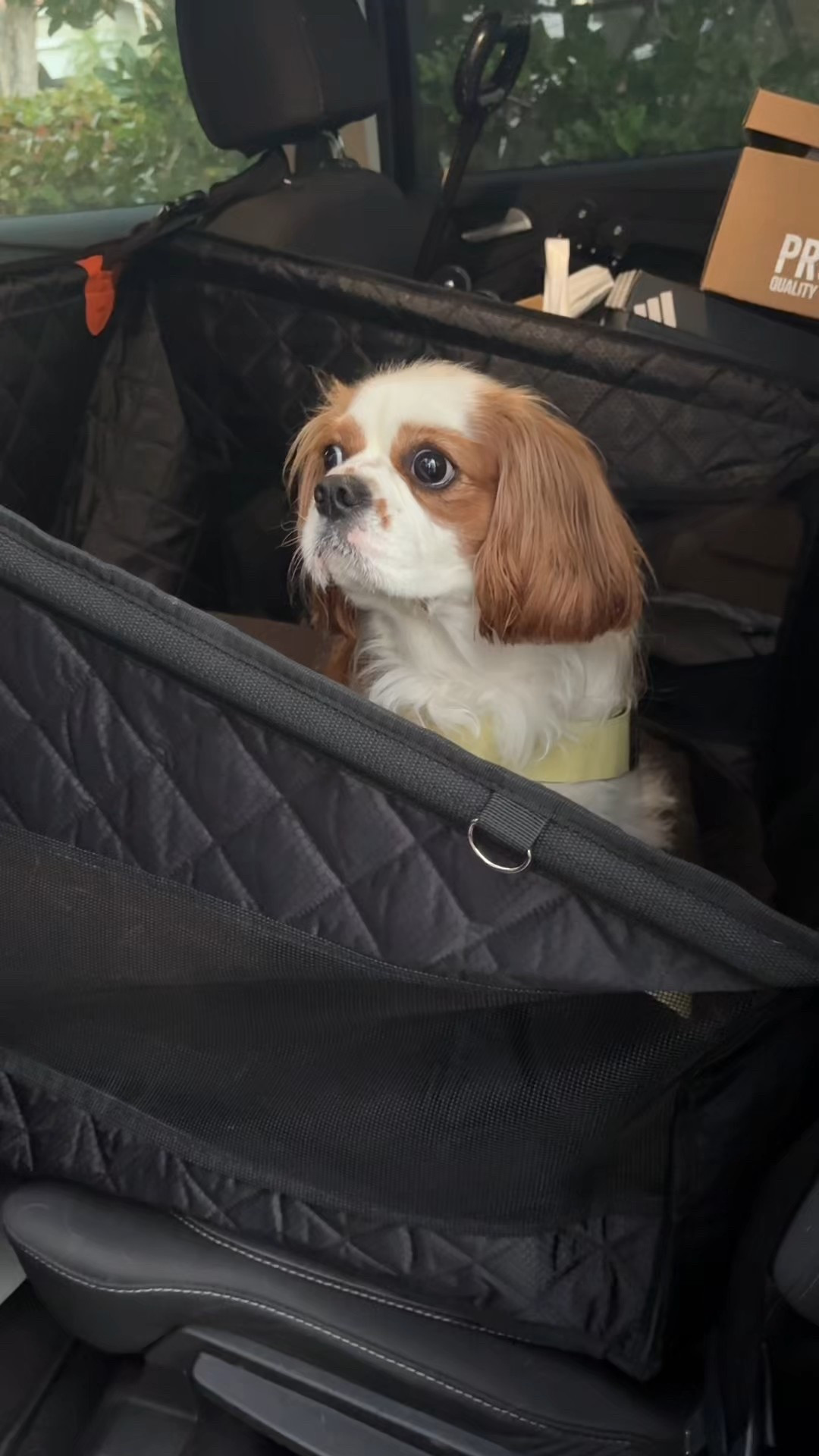Dog Car Seat that was perfect for my 23lb Cavalier King Charles spaniel! Used for a 10 hour road trip and she wasn’t able to escape and she was comfortable the whole drive. #dogcarseat #dog #cavalierkingcharlesspaniel #dogfinds #dogtravelfinds

#LTKTravel #LTKHome