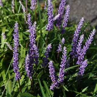 FLOWERWOOD 1-Pint Super Blue Lilyturf Liriope Grass Plant with Violet Purple Flowers in Summer (1... | The Home Depot