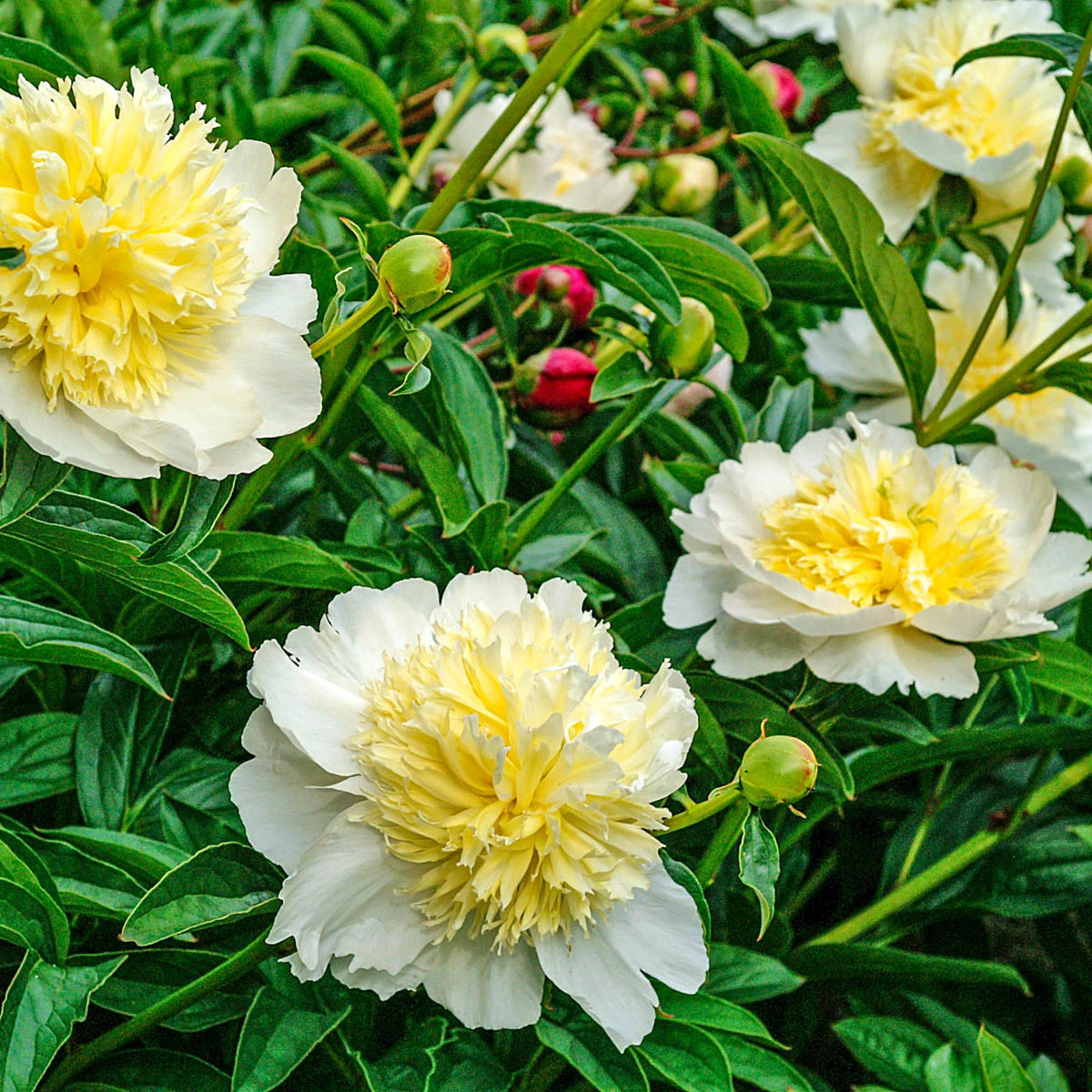 Spring Hill Nurseries Yellow Flowering Honey Gold Peony Dormant Perennial Plant in 1 -Pack Bareroot 1 -Pack - Low Maintenance one_size | 62802 | Lowe's
