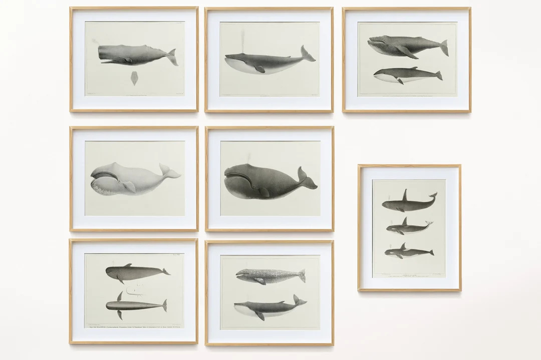 Whale Prints Bundle Collection, Digital Download High Resolution Files of Vintage Whale Prints, P... | Etsy (US)
