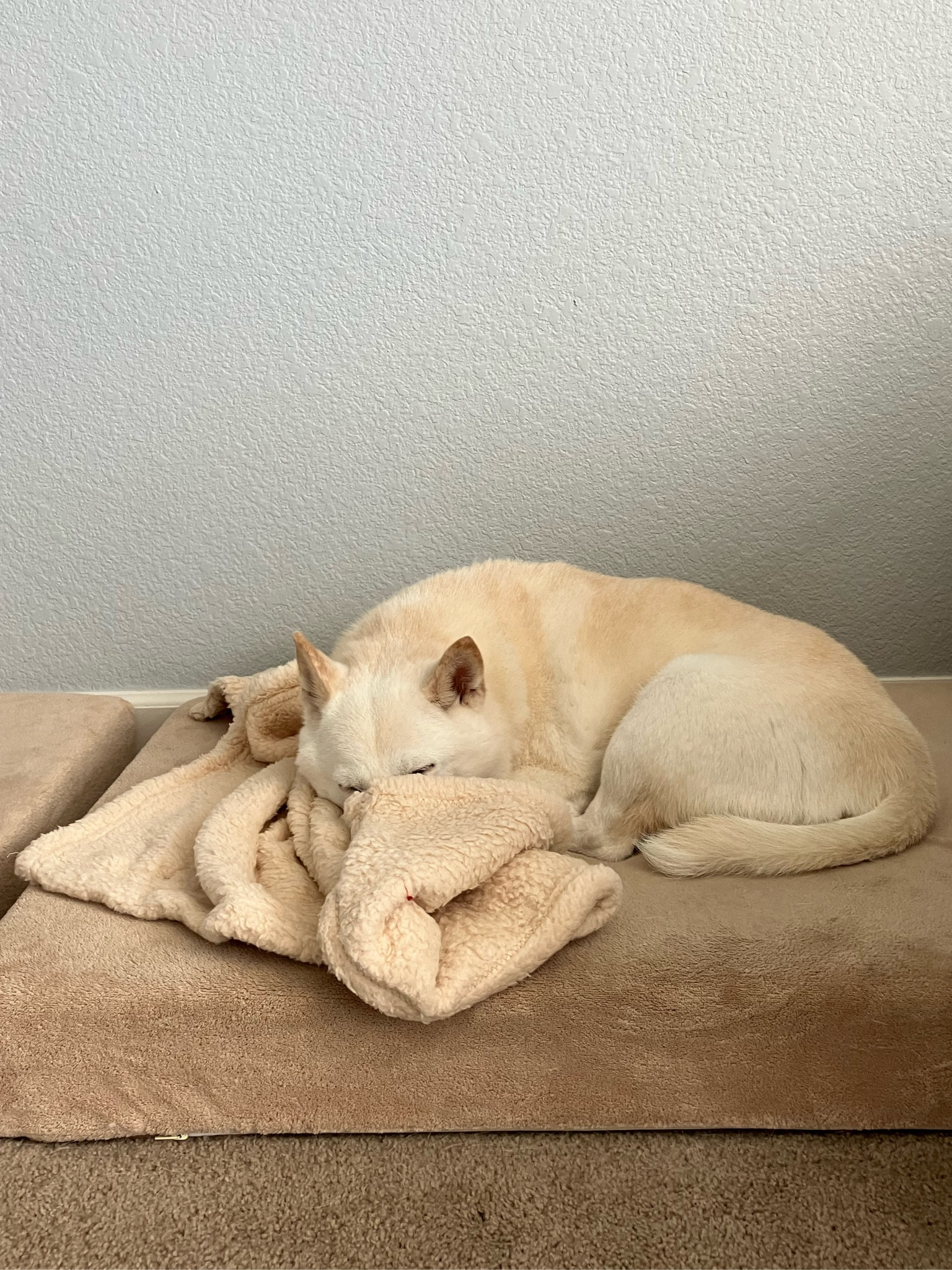 Soft fleece blanket for the dogs to snuggle up! Can use on couch or car to prevent hair getting on them  

#LTKFind #LTKhome