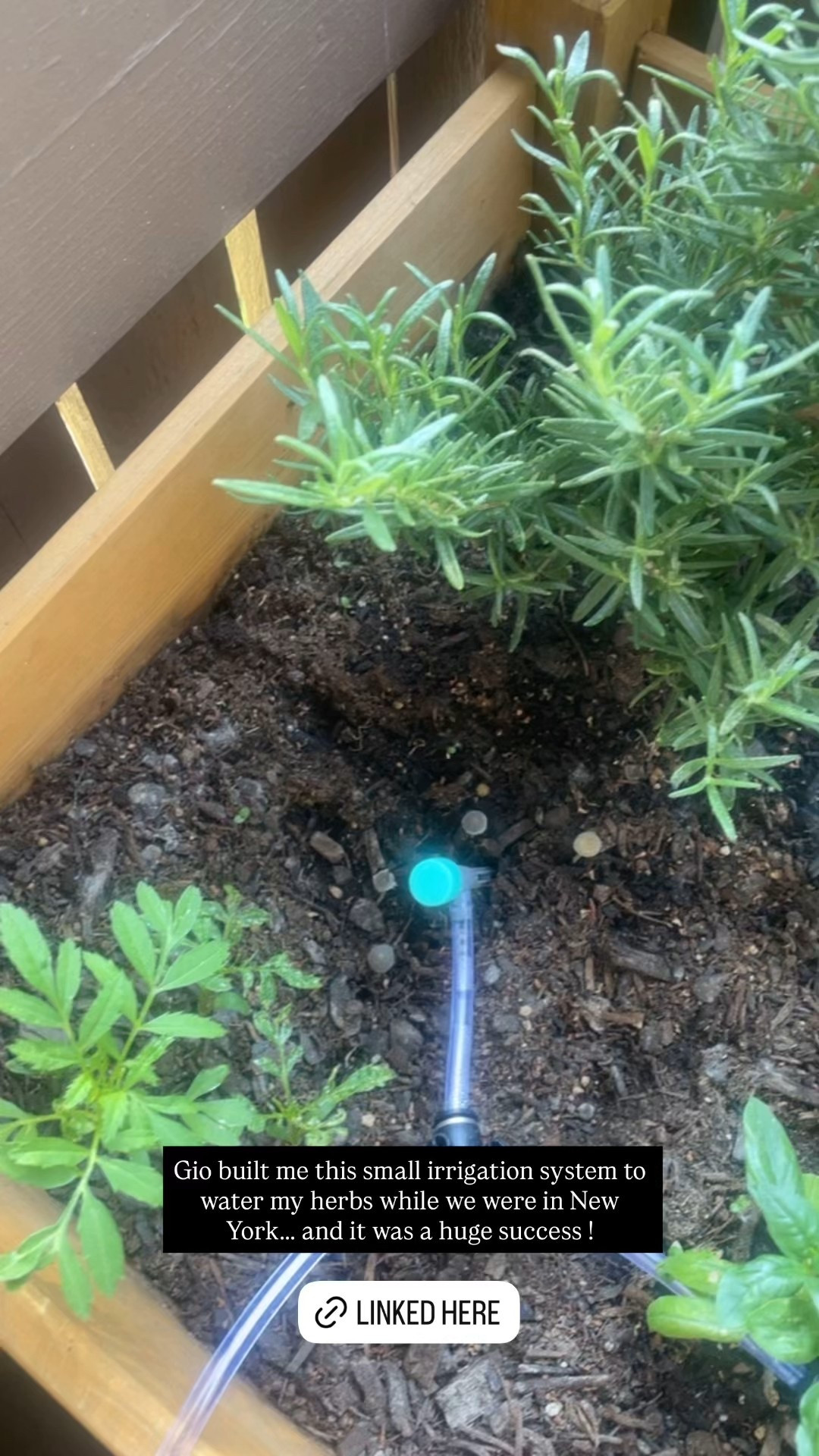 Irrigation system from Amazon !

#LTKHome #LTKSeasonal
