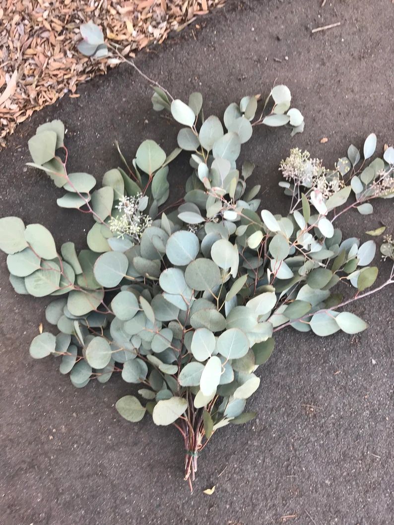 One pound of  Eucalyptus silver Dollar bouquet supply Bulk | Etsy | Etsy (US)