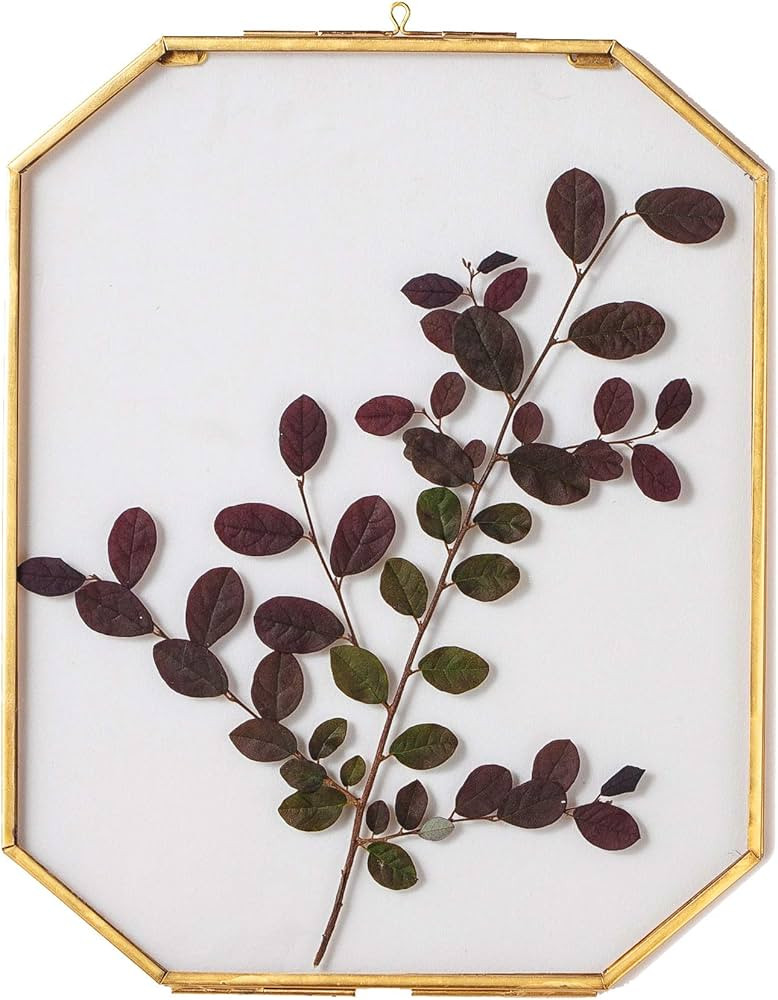 NCYP Brass Hanging Photo Frame, Double Glass Wall Decor Hanging 8x10 inches Octagon Herbarium for... | Amazon (CA)