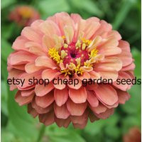 Queen Lime Orange Zinnia - Unique Cut Flower Elegans 10 Seeds | Etsy (US)