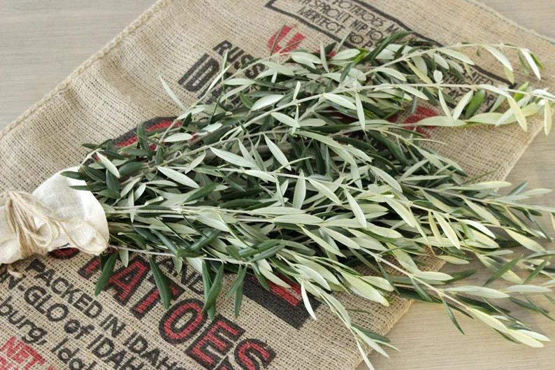 Olive Branches 8-10 stem bunches | Etsy | Etsy (US)