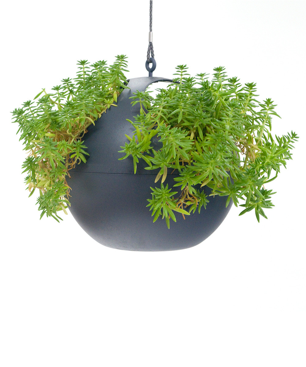 EXACO Outdoor Planters anthracite - Gray Euro Hanging Planter - Set of Two | Zulily