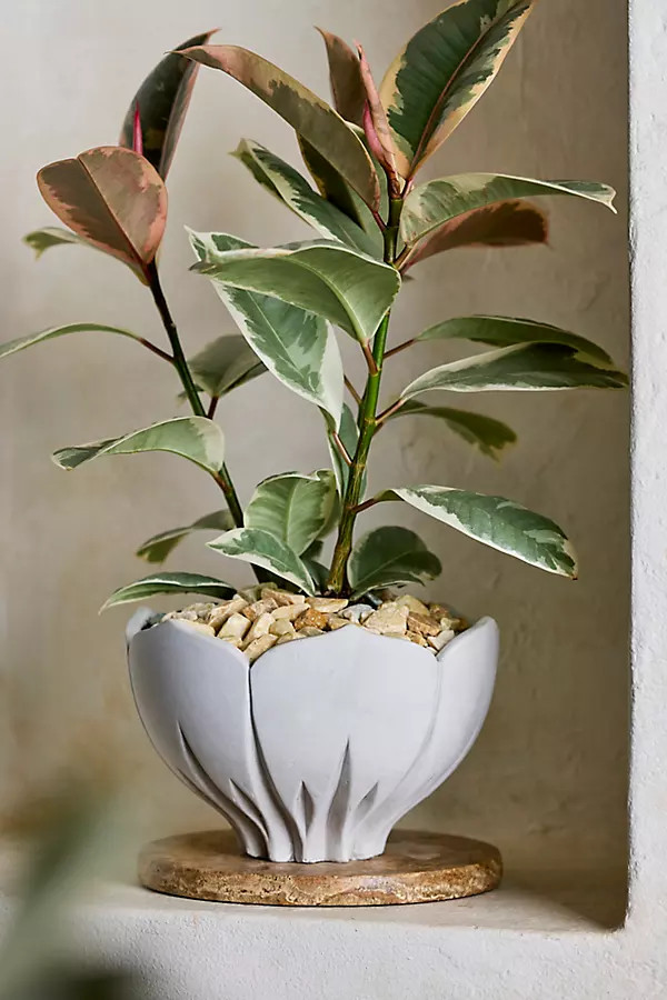 Floral Bowl Cement Planter in White, Size: 8" at Terrain | Terrain