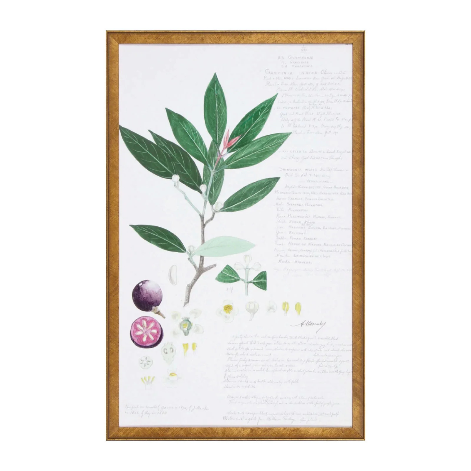 Fruit Botanical II | Brooke and Lou