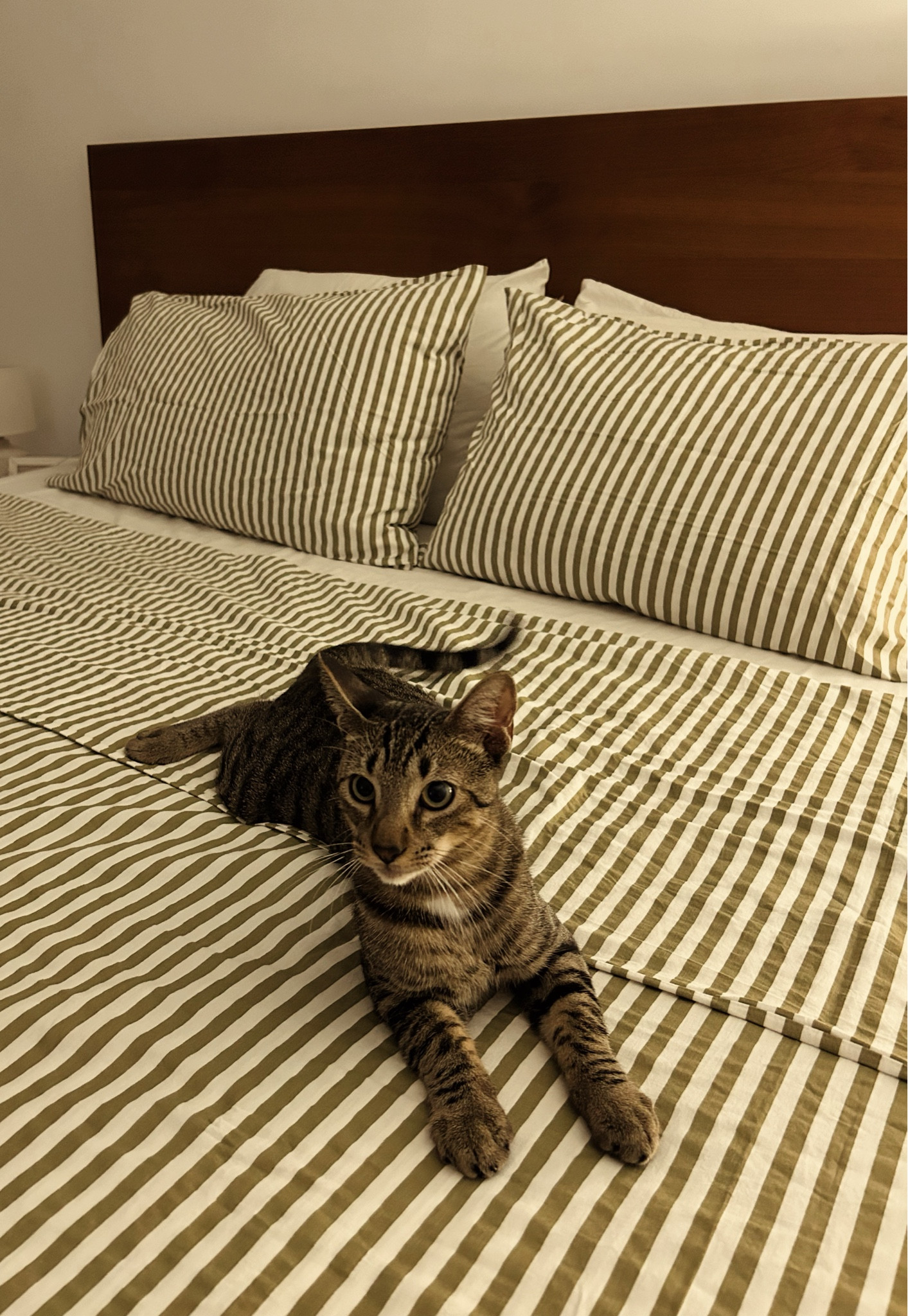 Sábanas nuevas 🫠

#LTKhome #LTKeurope #LTKfamily