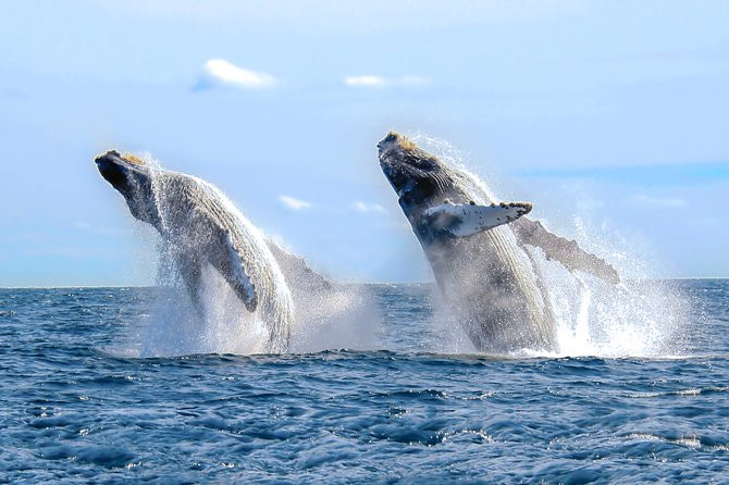 Luxury Catamaran Whale Watching Cabo San Lucas | Viator – A TripAdvisor Company (US)
