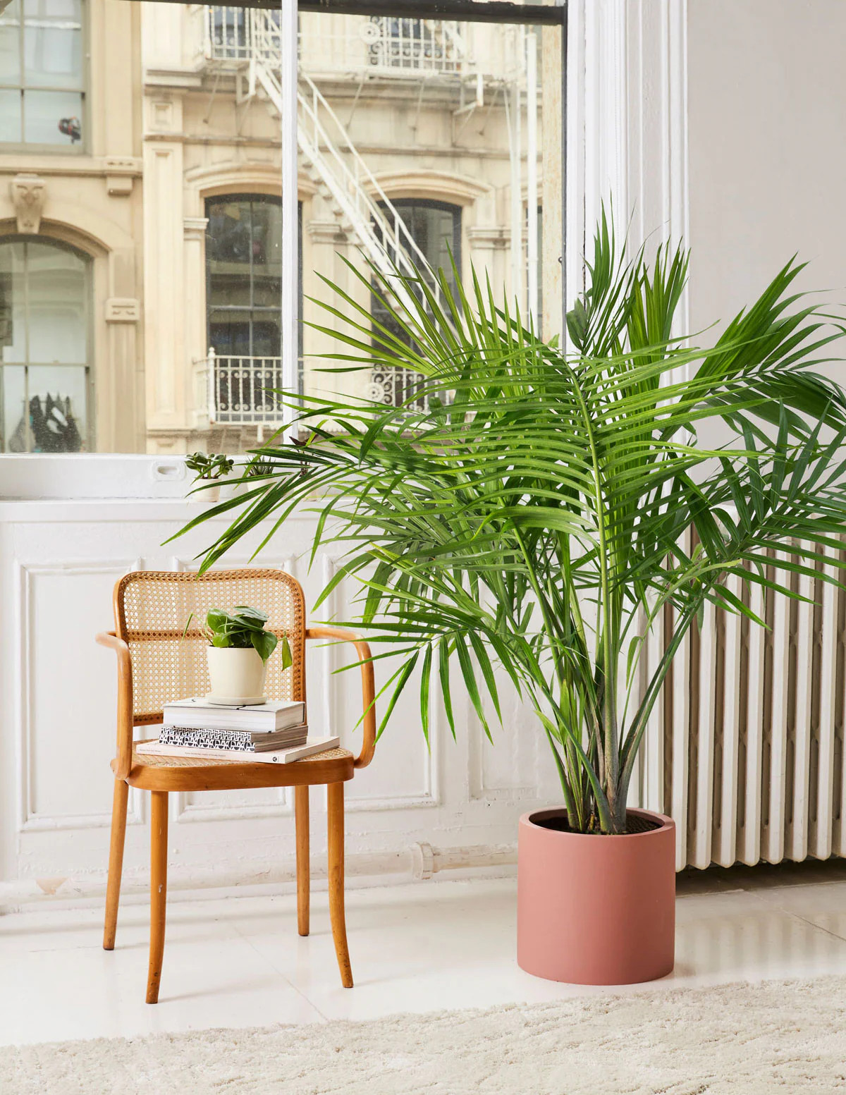 Large Majesty Palm | The Sill