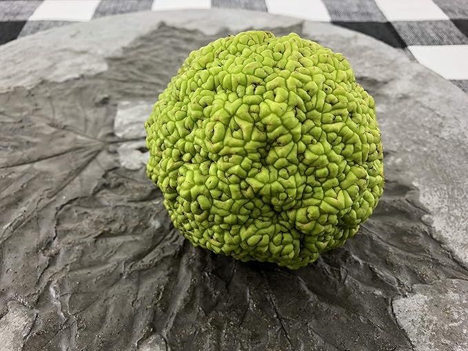 Concrete Hedge Apples, Pomifera, Hedge Balls, Osage Oranges, Hand Crafted, Made in USA, Cement De... | Amazon (US)