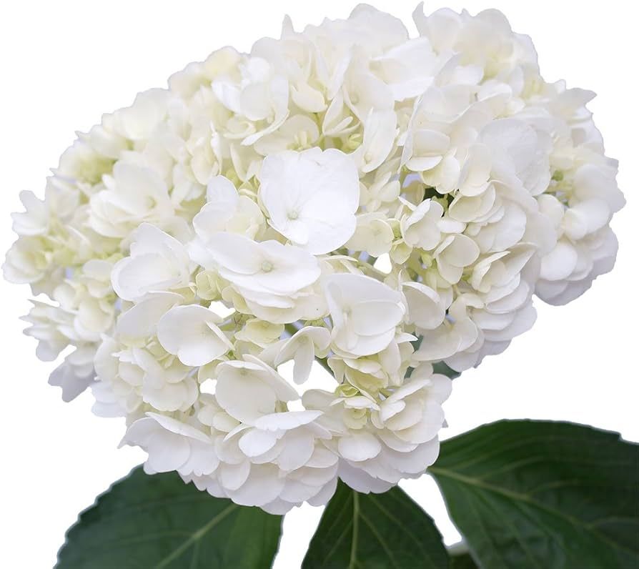 GlobalRose 10 White Hydrangeas- Fresh Flowers | Amazon (US)