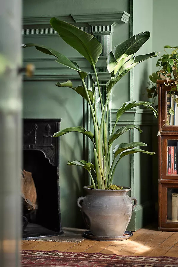 Bird of Paradise | Anthropologie (US)