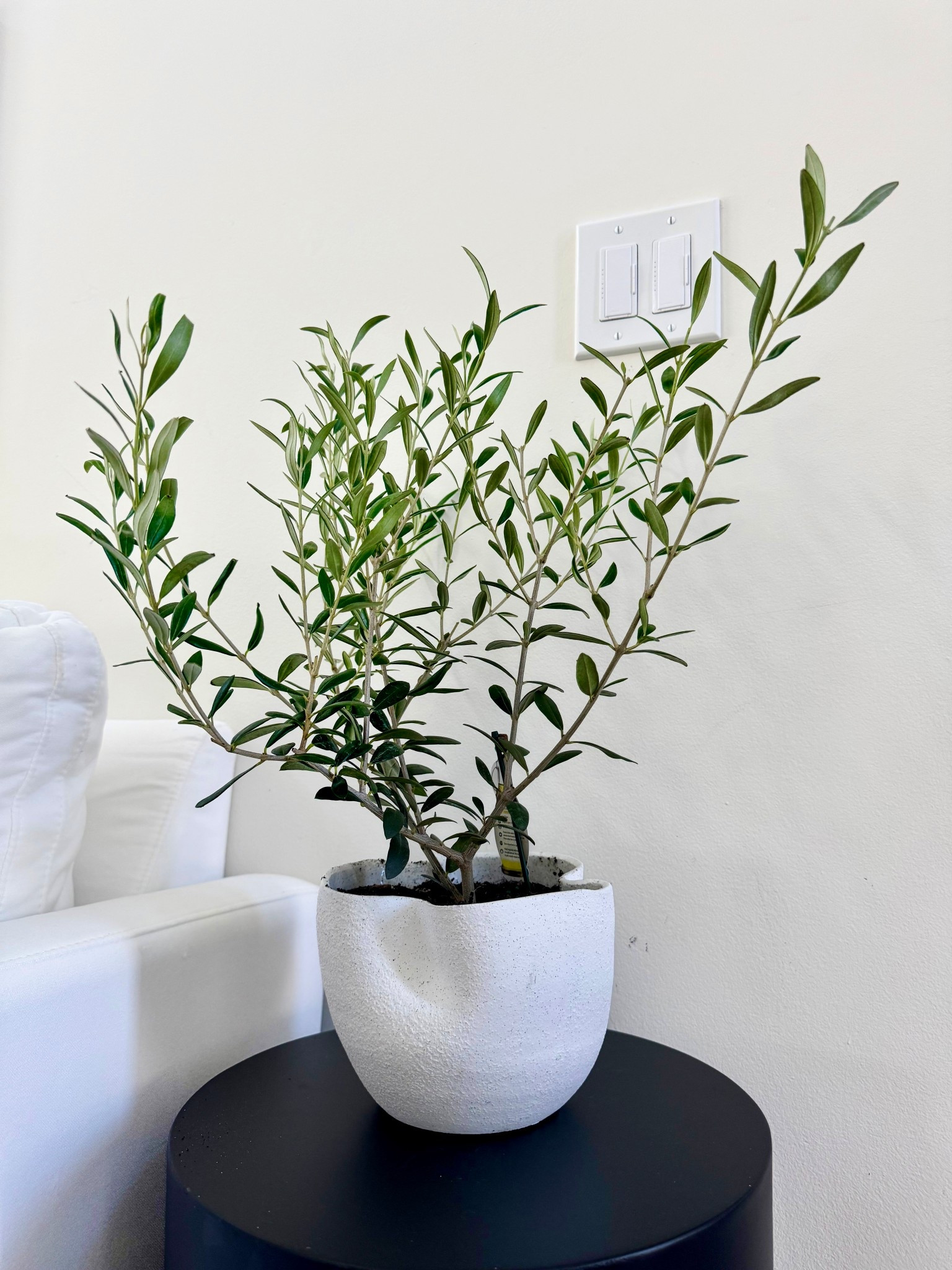 Sculptural and chic — this textured white vase adds effortless elegance to any corner. Perfectly imperfect. 🌿 #HomeVibes #ModernDecor

#LTKFindsUnder50 #LTKSeasonal #LTKHome