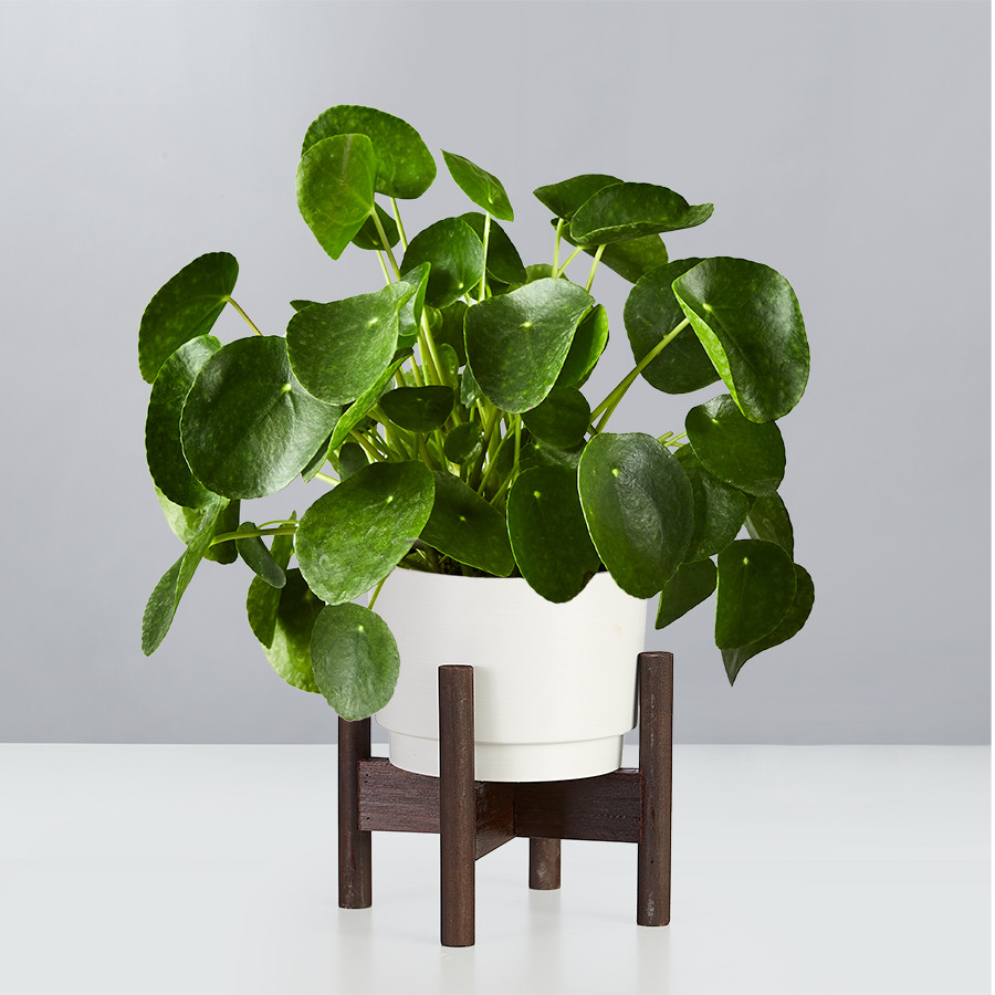 Pilea Peperomioides Plant | plants.com